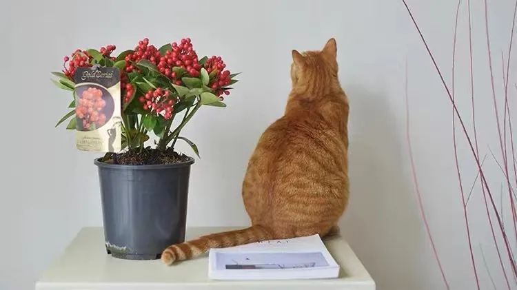 家里可以养红玉珠吗,家里养郁金香花好吗