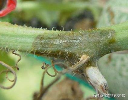 甜瓜品种更香更甜更高产易栽培,冬季大棚甜瓜高产栽培技术