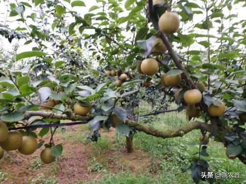 云南农业种植致富项目,农业种植致富项目补贴