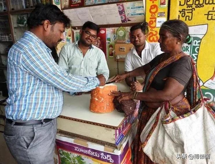 印度巨型根菜,印度根菜