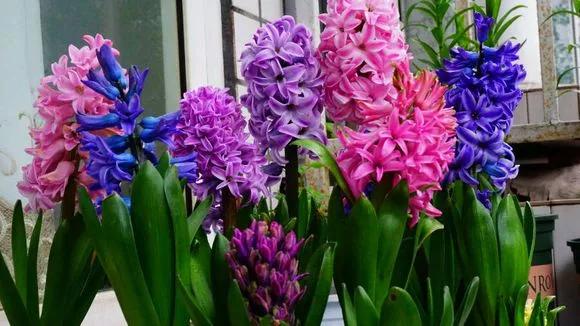 开过的风信子怎么处理,开过的风信子花球怎样处理