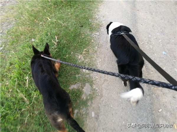 想养狗狗但爸妈不让养怎么办,家里养狗的有孩子最好还是不要养