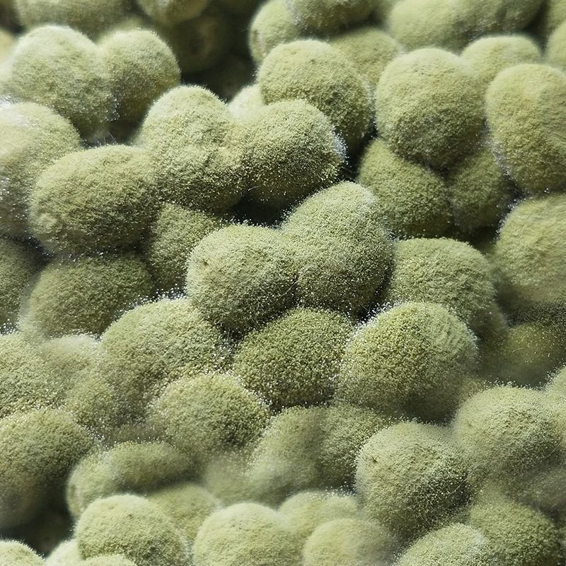 霉豆子舌尖上的味道民间传统美食,故乡味道老菜馆