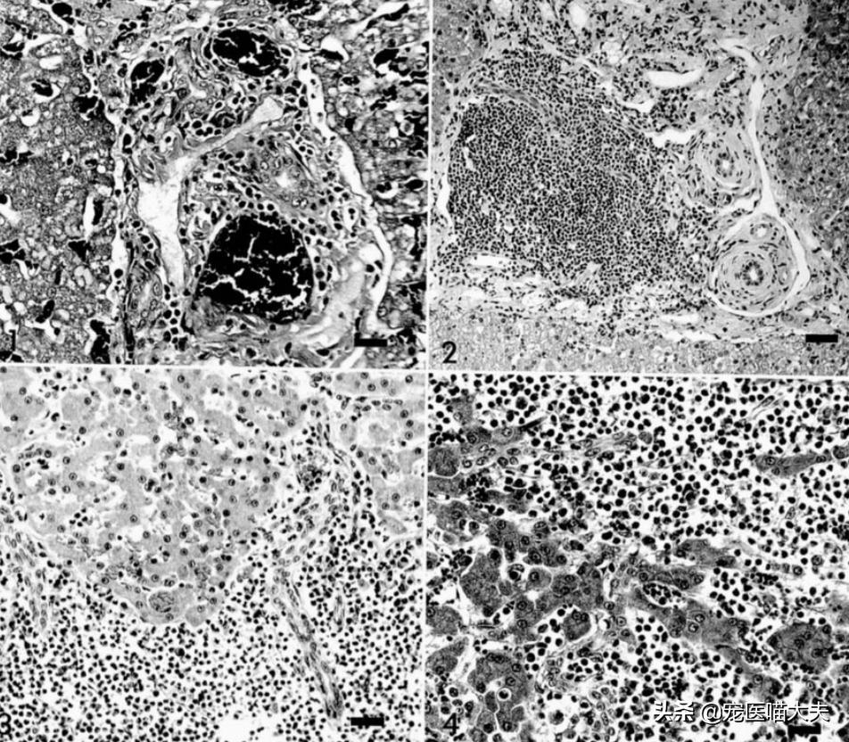 猫咪肝炎的治疗方法,猫咪肝炎比较严重了能治好吗