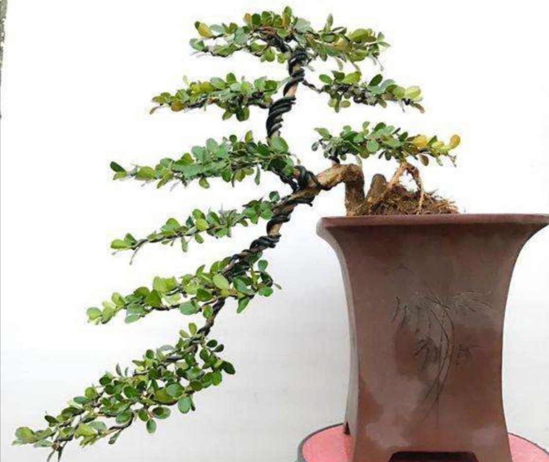 黄杨盆景6个细节造型,黄杨盆景自己怎么造型