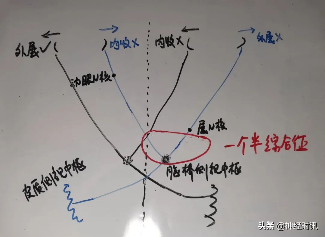 脑干解剖,脑干神经解剖