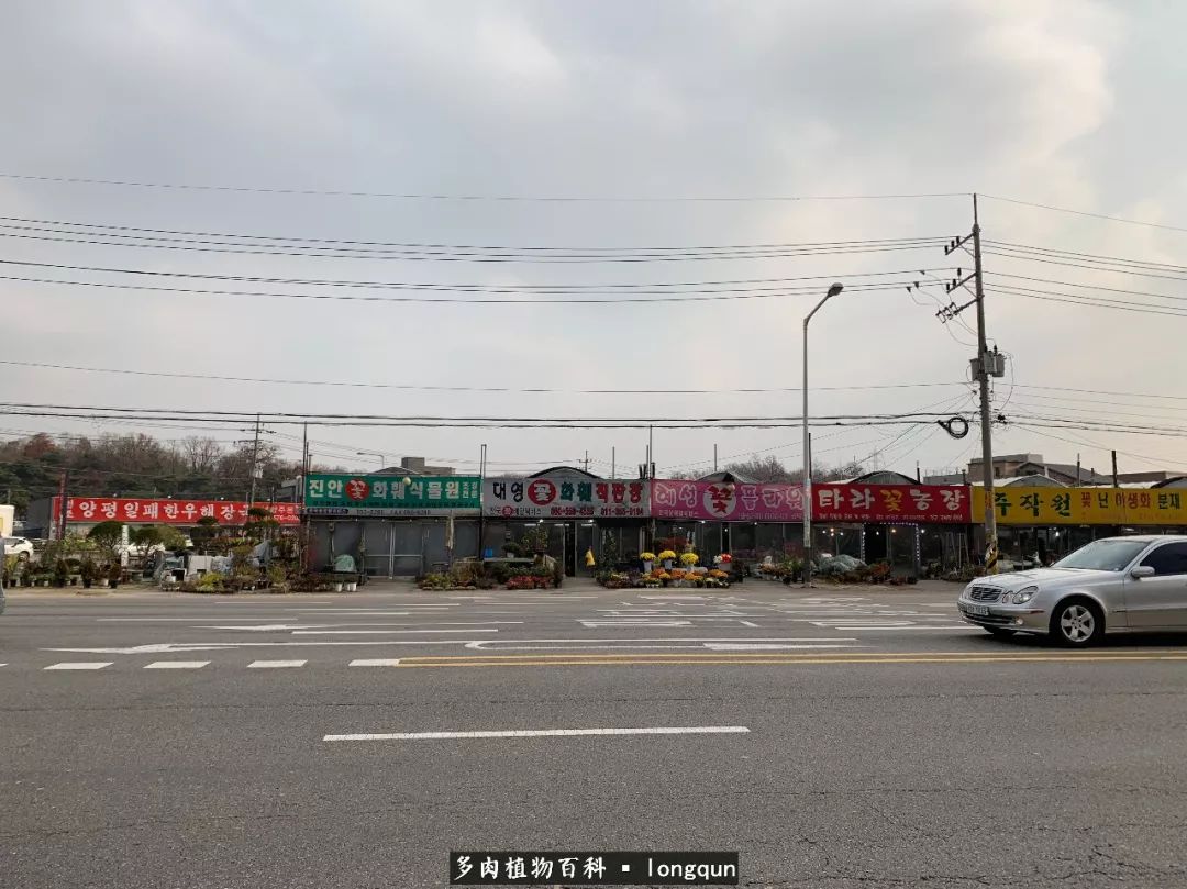 肉叔带你走遍韩国多肉大棚,记一次精彩的采摘之旅