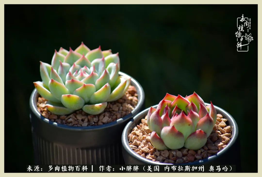 多肉小白入坑攻略,多肉中的鄙视链