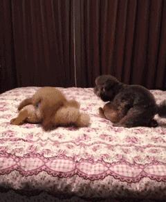 狗狗绝育后真的会变得乖吗,九岁的狗狗还有绝育必要么