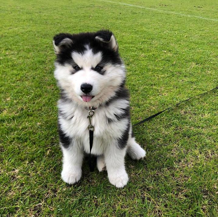 鐩樼偣鍚勪釜鐗瑰埆鐨勬潅浜や覆涓茬嫍,鍝簺瀹犵墿鐘覆涓茶捣鏉ユ洿濂界湅