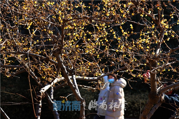 蕊恋黄金分外香腊梅花开俏迎春