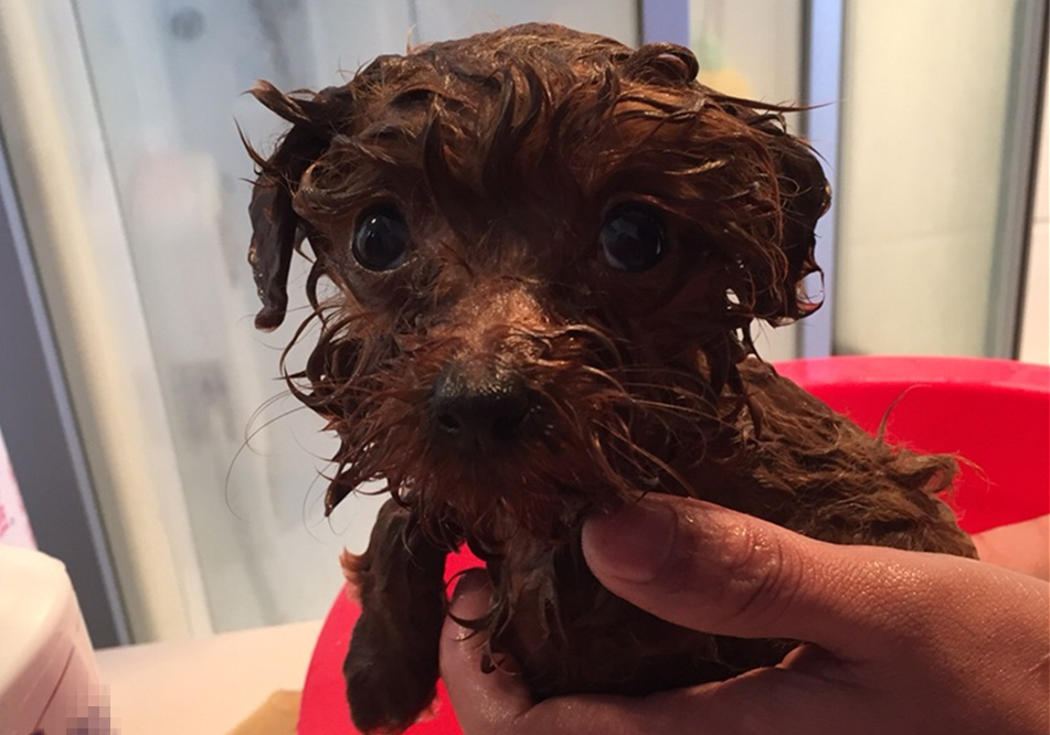 狗狗不能洗澡的五个时期,狗狗洗澡为什么不能那么频繁