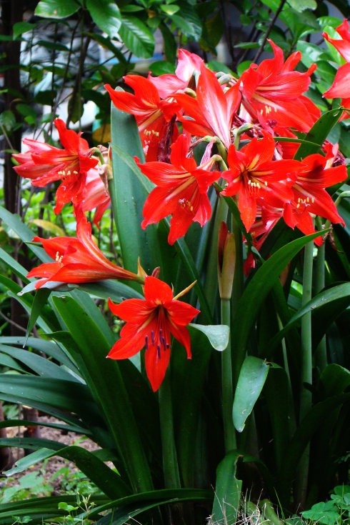 人养花花,人养花花养人哪些花养人