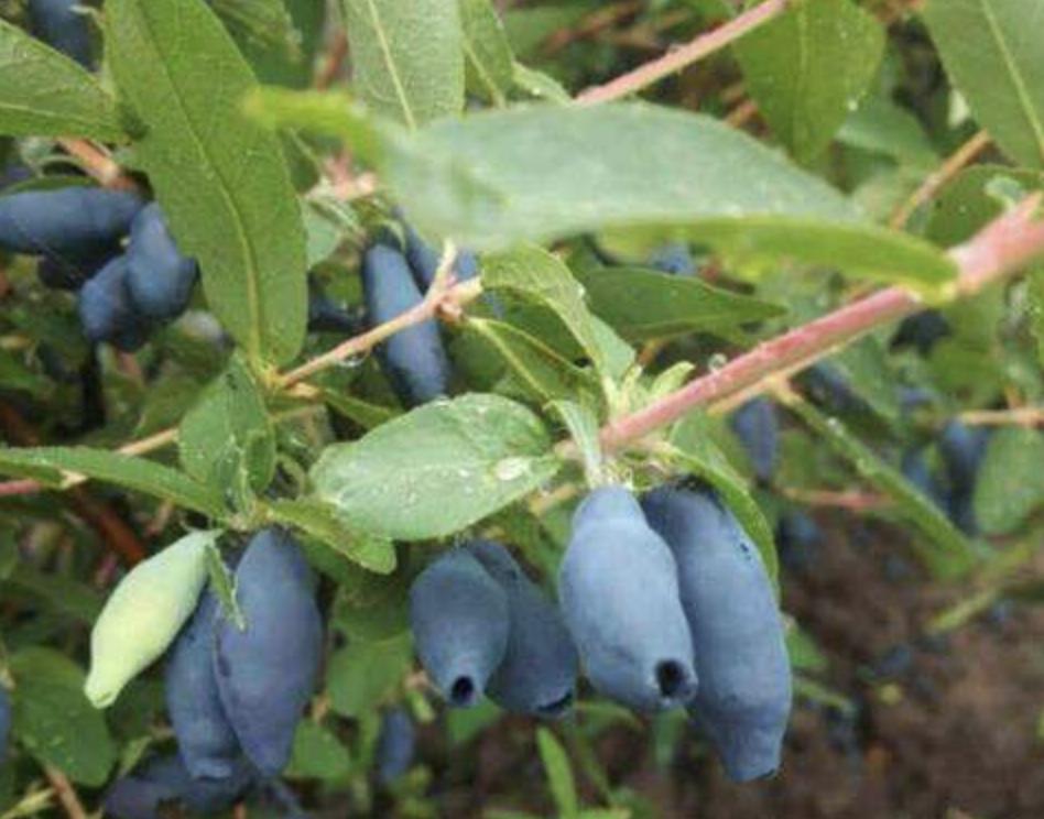 蓝靛果是什么果树,山沟里蓝色野果