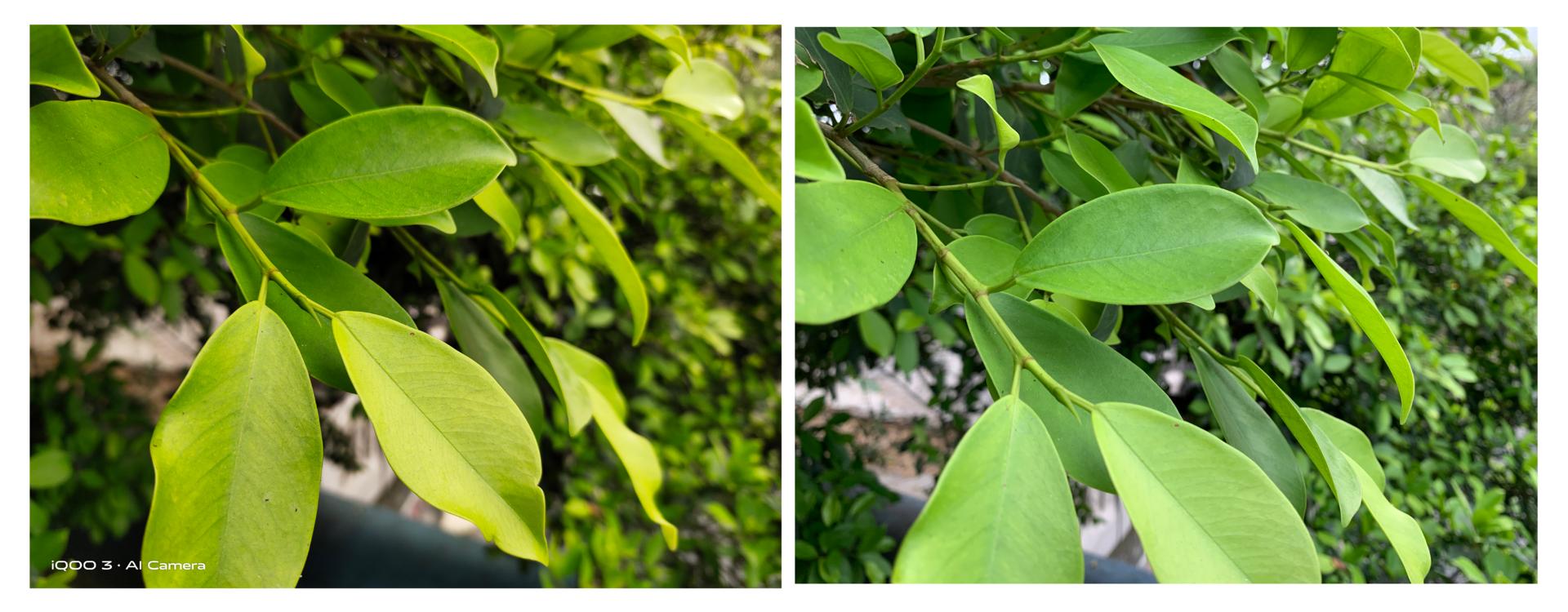 iqoo3手机有什么好性能,iqoo3手机游戏性能详细评测