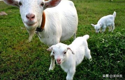 羊疥癣螨病症状治疗和预防方法,羊疥癣的症状和治疗方法