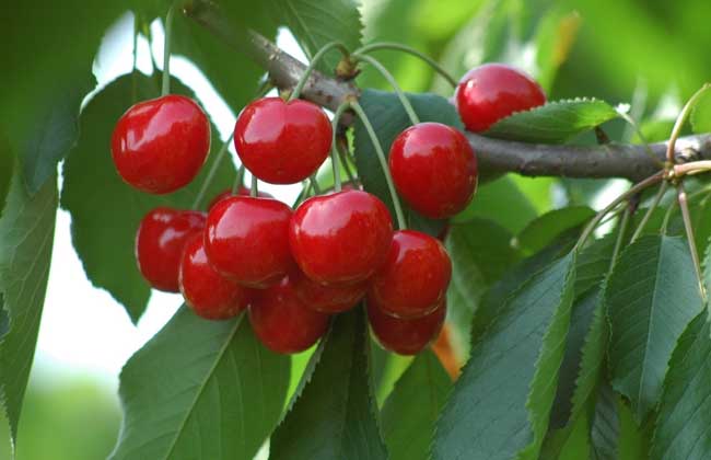 成都葛仙山樱桃采摘,成都樱桃采摘地点推荐