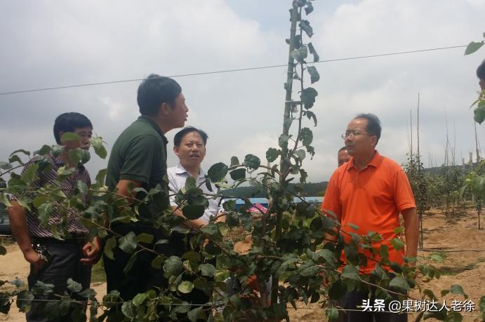 苹果矮化栽培管理,苹果矮化栽培的原理