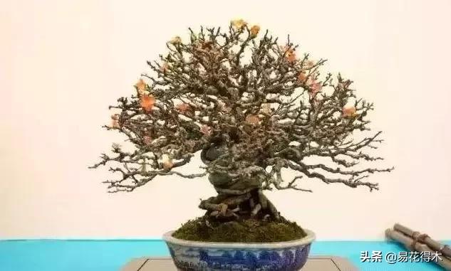 日本长寿梅欣赏,日本长寿梅盆景枝条养护