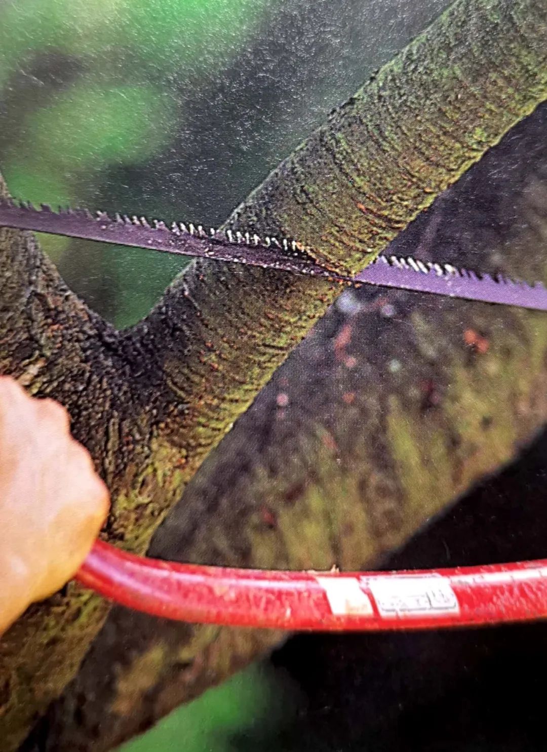 修剪的目的是什么,修剪是为了更好的生长