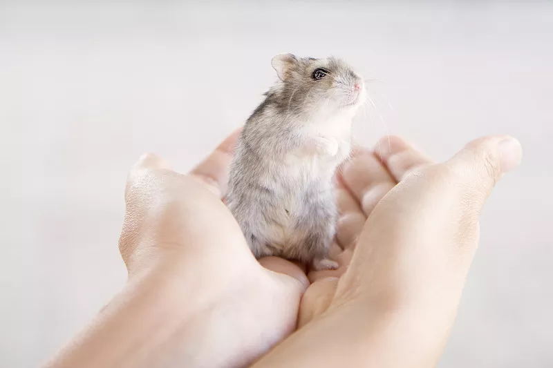 仓鼠咬人怎么办怎么驯服它,仓鼠咬人会不会打你