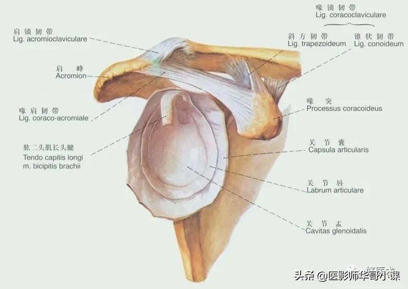 韧带解剖解说视频,韧带解剖图大全书