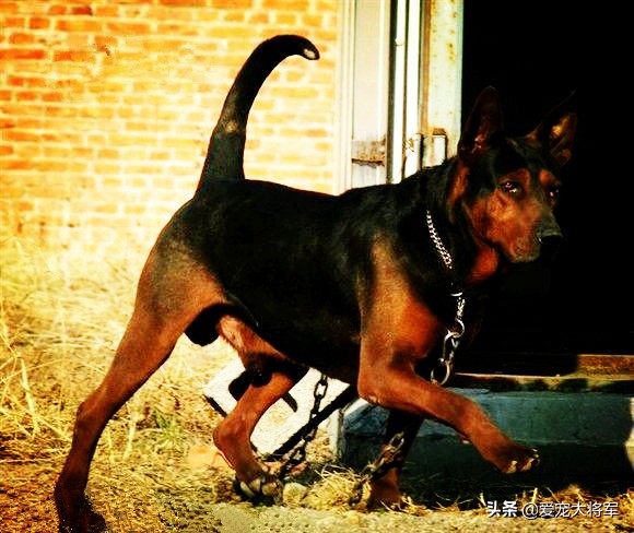 杜宾犬和罗威纳犬哪个狗性格好,罗威纳犬和杜宾犬集合结合