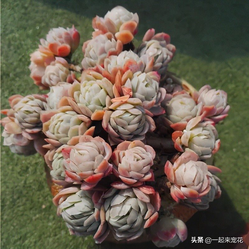 夏天怎么把冰莓多肉种成活,多肉冰莓适合深盆还是浅盆