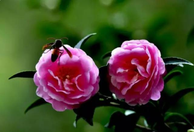 中国十大名花排行哪个是你的最爱,你知道中国十大名花是什么花吗