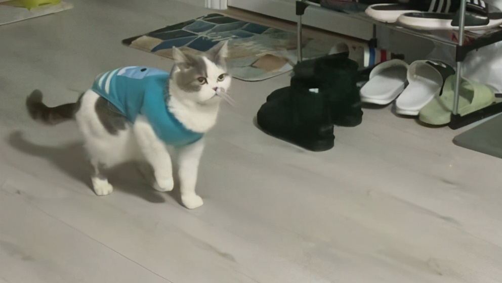 猫咪呕吐处理攻略,猫咪常见的呕吐原因及治疗方法