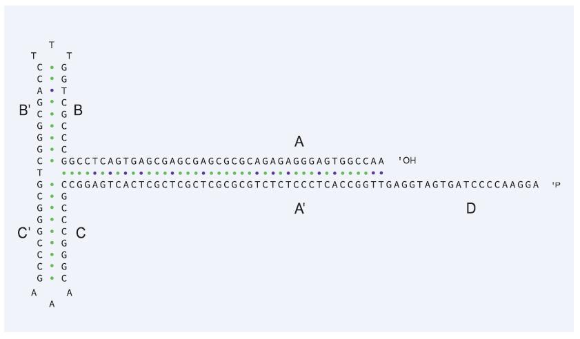 金唯智新型技术测通AAV-ITR区域，解决基因疗法痛点