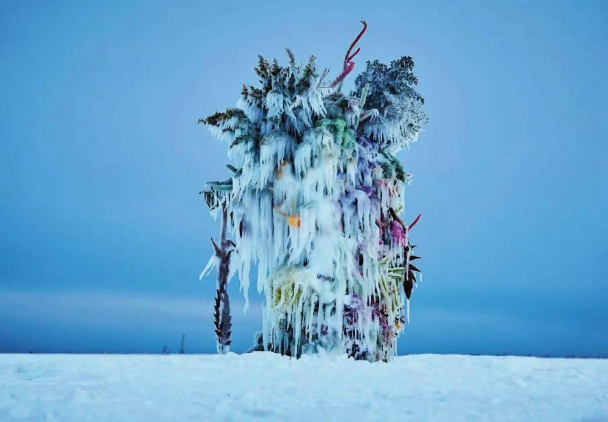 东信花卉简介,东信花树