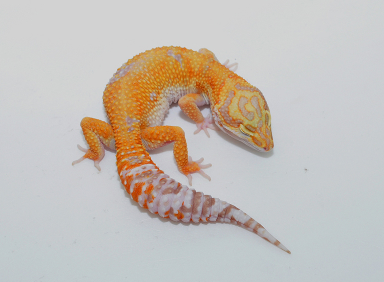 Eublepharismacularius豹纹守宫