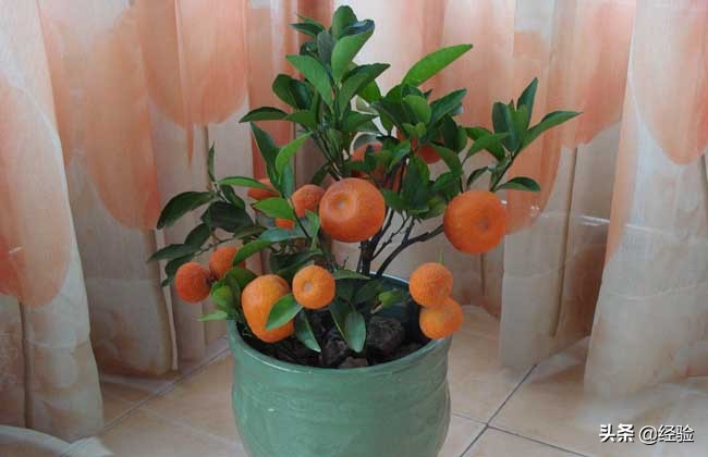 橘子树可以盆栽吗,橘子怎么人工授粉