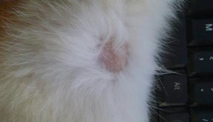 怎样预防猫癣传染给狗狗,有什么办法可以预防猫癣