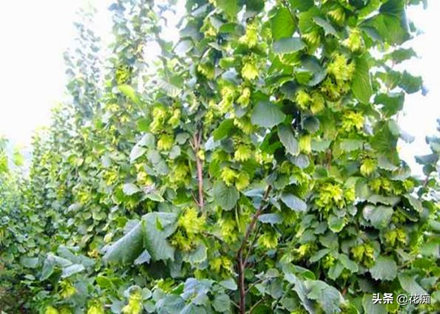 榛子贵不,榛子很贵吗