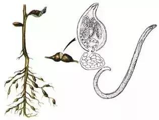 农友：我家有“粪”不用花钱买有机肥？对不起，你的灾难要来了