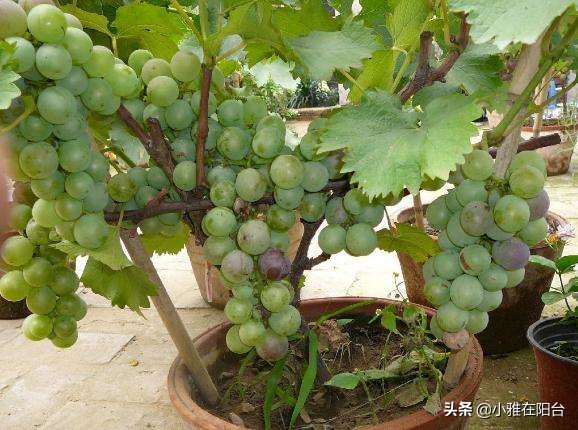种一棵葡萄有多少果子,种一棵葡萄需要多少土