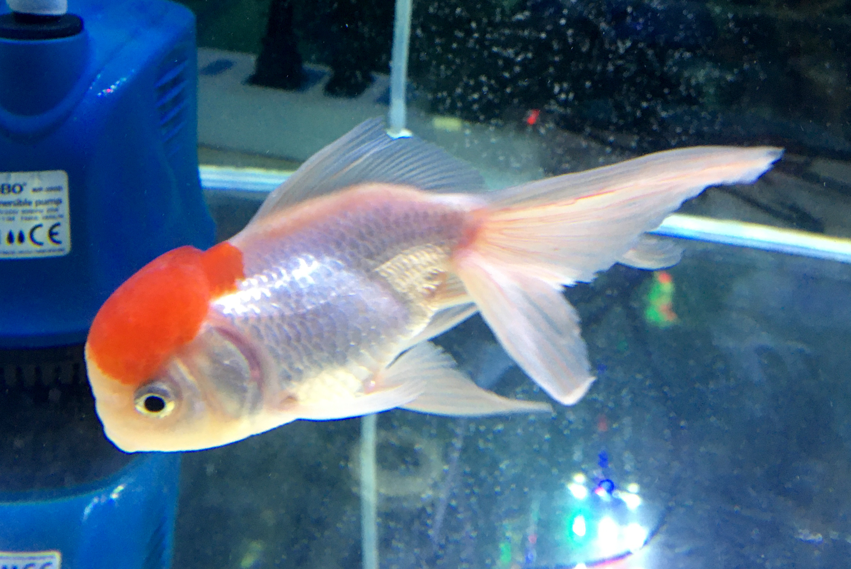 新鱼入缸细菌感染怎么治疗,新鱼水霉病怎么解决