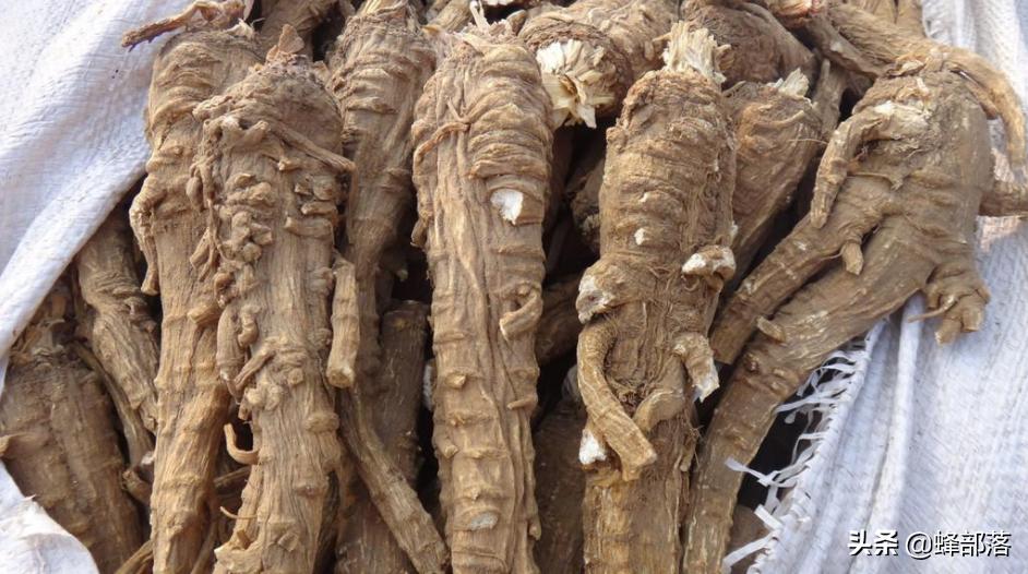 昆虫在哪买卖,农村常见的昆虫哪些可以养