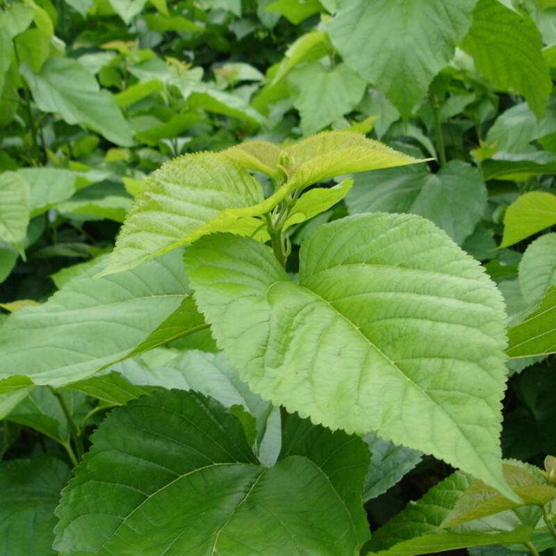 桑叶的医疗保健作用与功效图片,桑叶的保健功效与作用有哪些