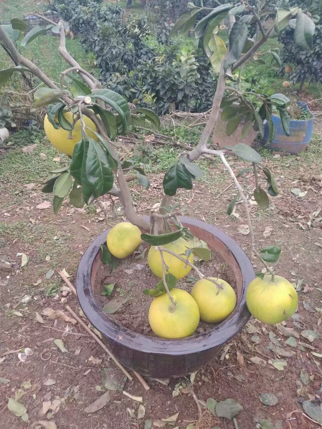 最惬意的田园养老生活,乡村体验庭院式养老新模式