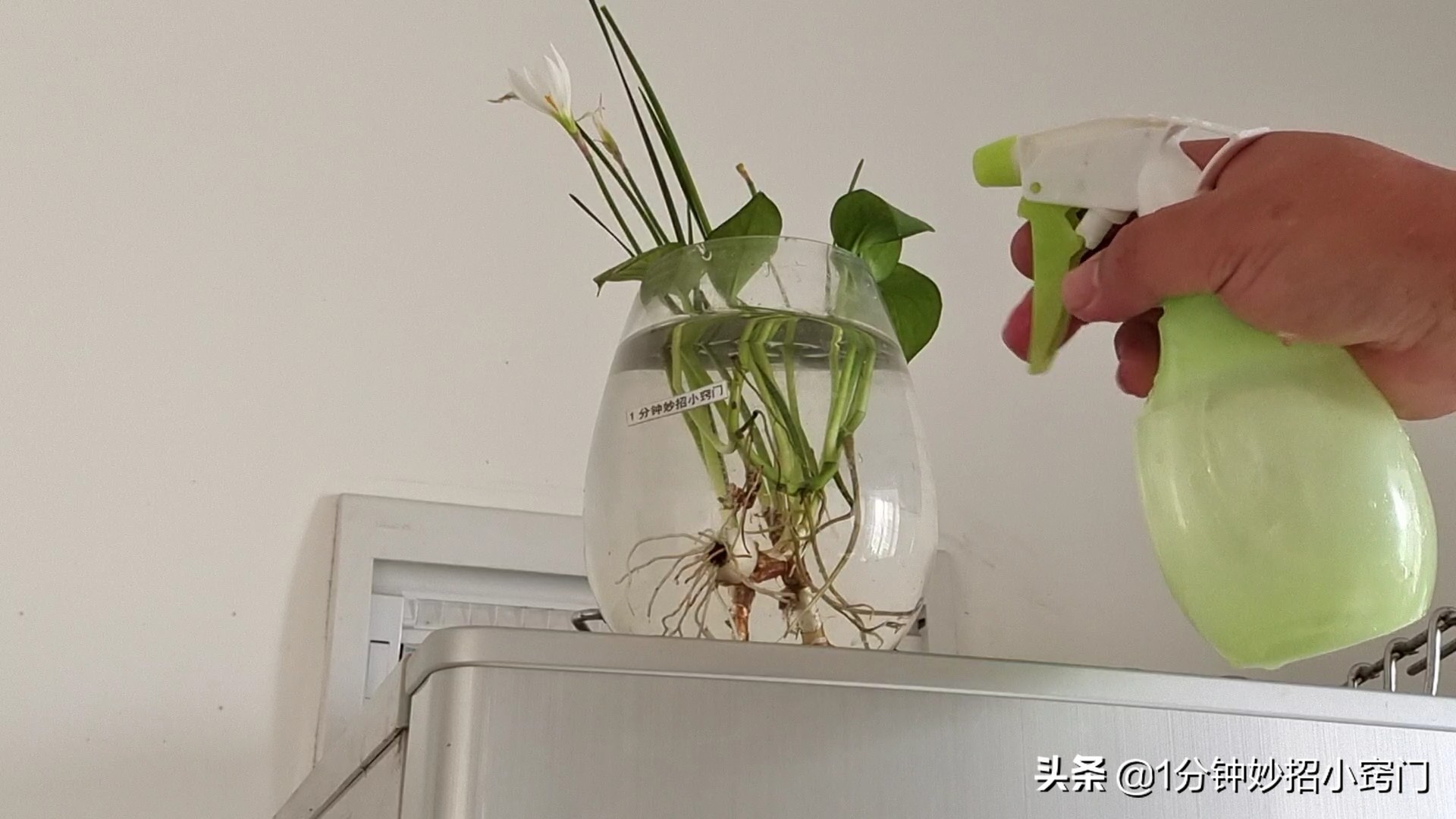 家里摆放绿萝这4个位置不能放,大绿萝摆放十大禁忌