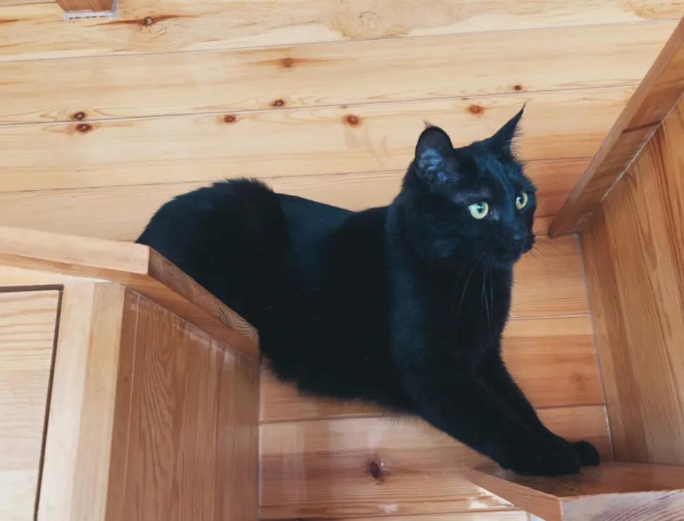 视力不好可以养黑猫吗,眼神不好的千万别养黑猫