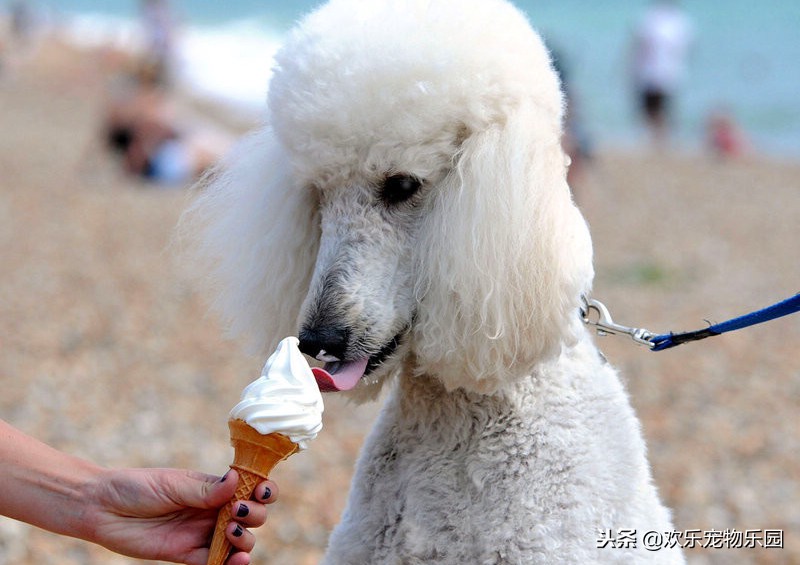 狗狗吃咸了有什么危害,狗狗吃太多有什么危害