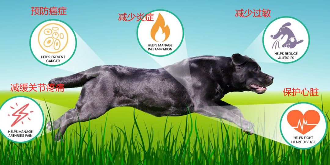 铲屎官是不是上当,铲屎官骗主子的视频