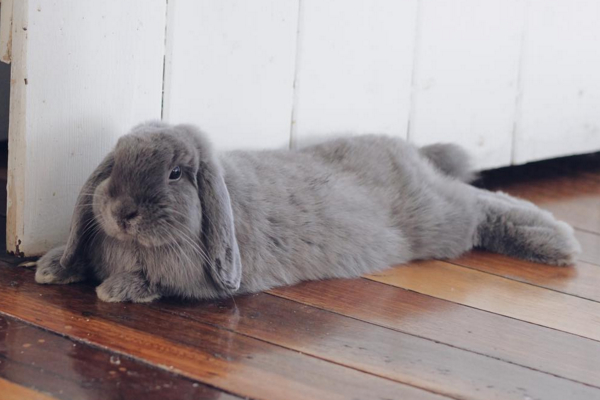 长毛垂耳兔怎么打理,垂耳兔只养一只好不好养