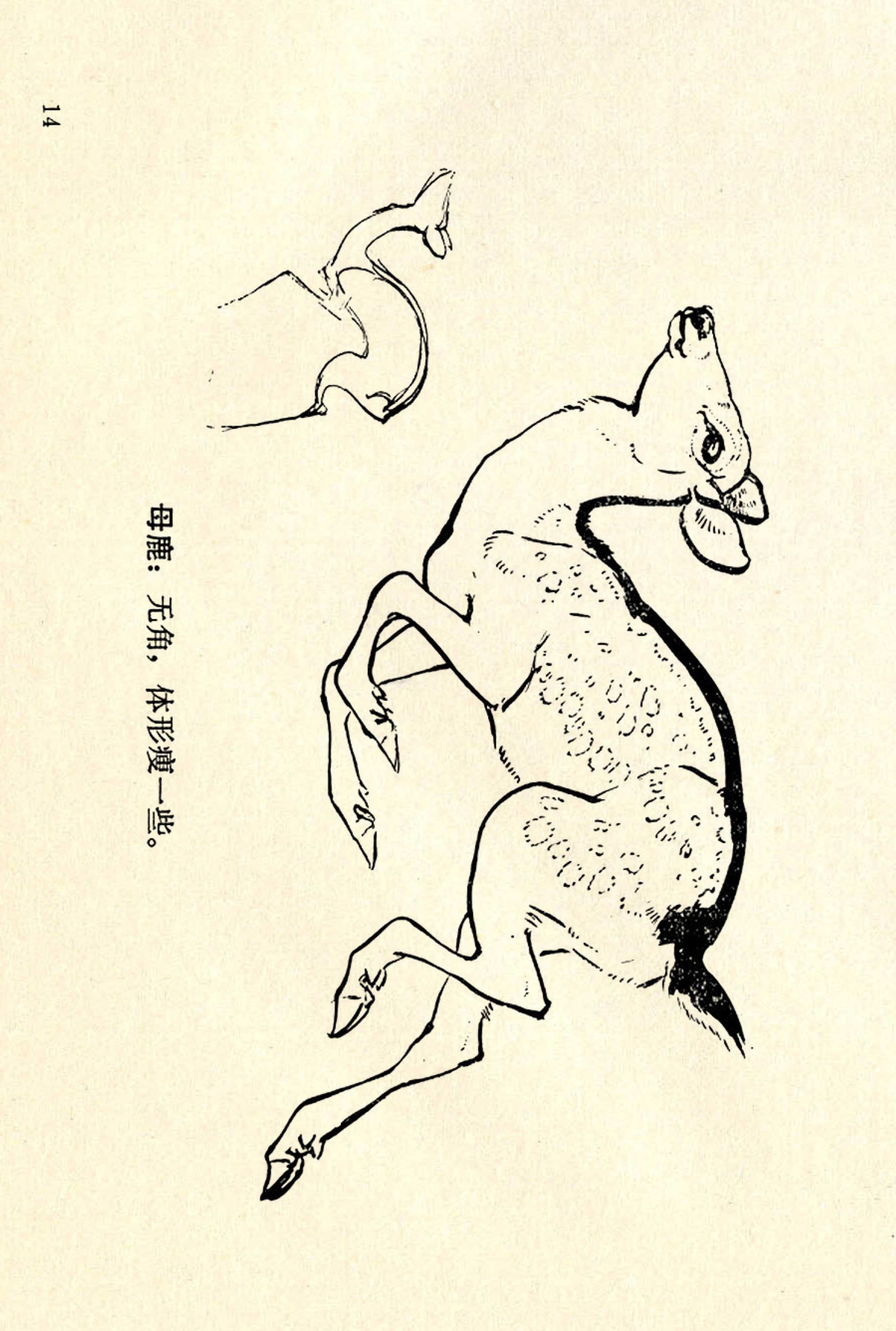 刘继卣画的学习方法,刘继卣动物插画