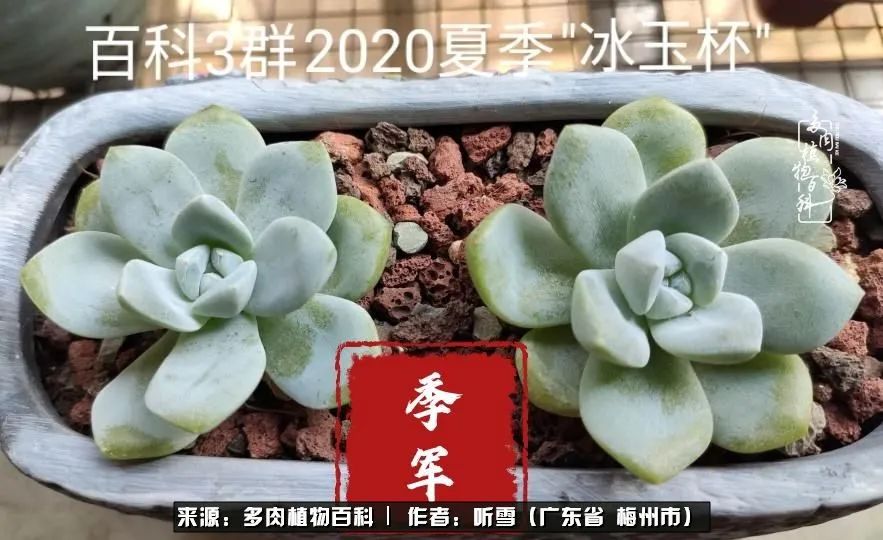 遇见多肉感恩生命中所有的相识,爱上多肉是个压力山大的事