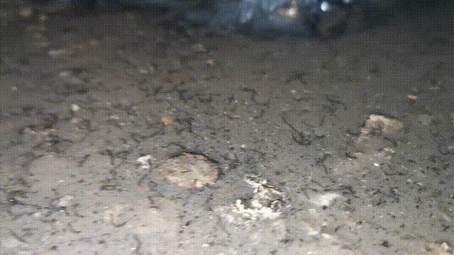 卫生间有小虫蛾蚋怎么治,卫生间出现蛾蚋怎么处理